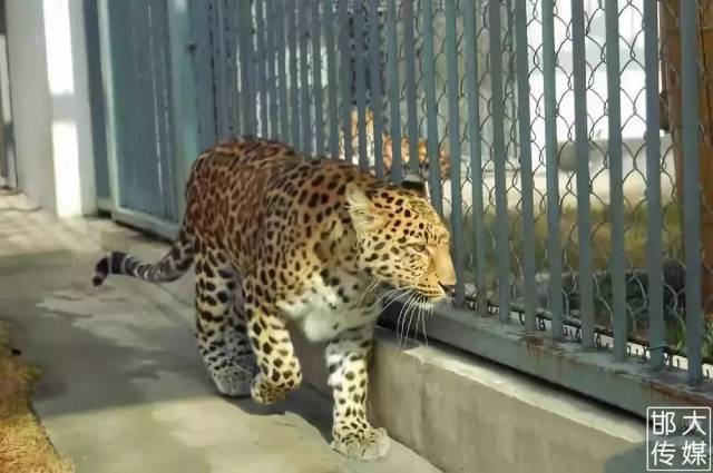 超值购 | 仅100元!邯郸【佛山动物园\/滑雪场\/滑