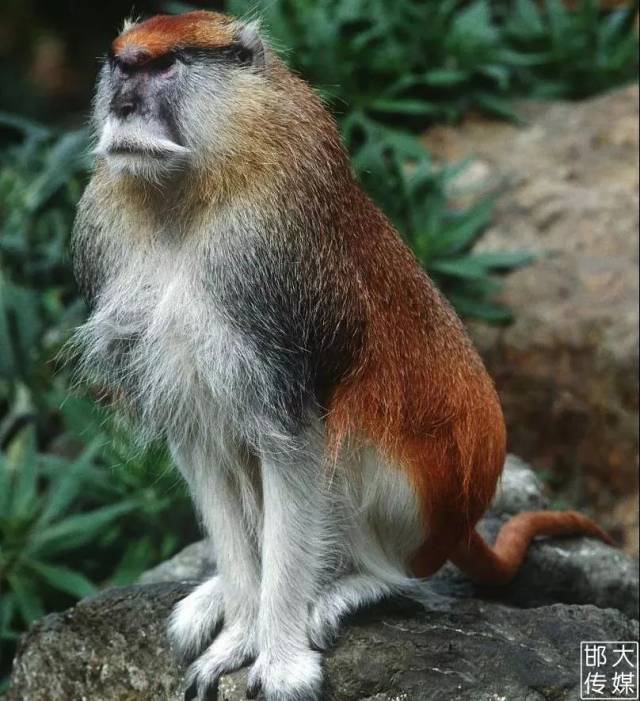 超值购 | 仅100元!邯郸【佛山动物园\/滑雪场\/滑