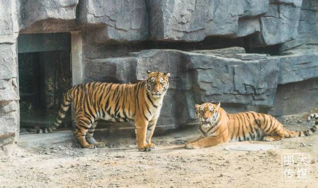 超值购 | 仅100元!邯郸【佛山动物园\/滑雪场\/滑