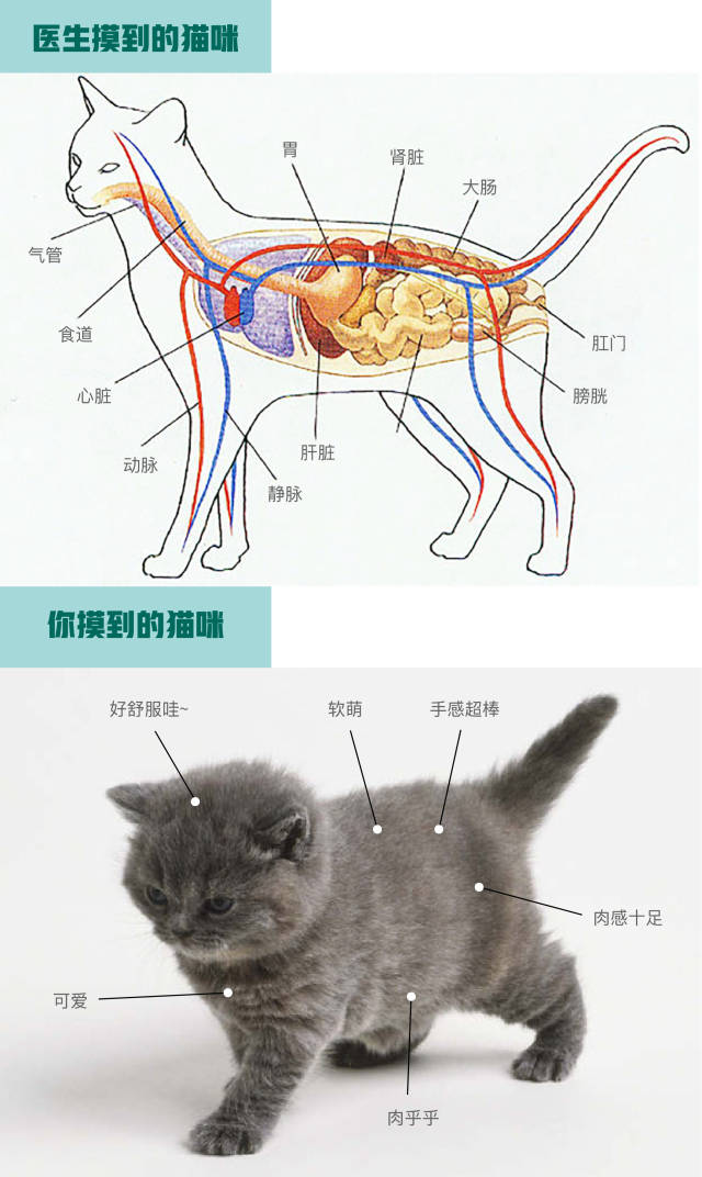 公猫结构图片