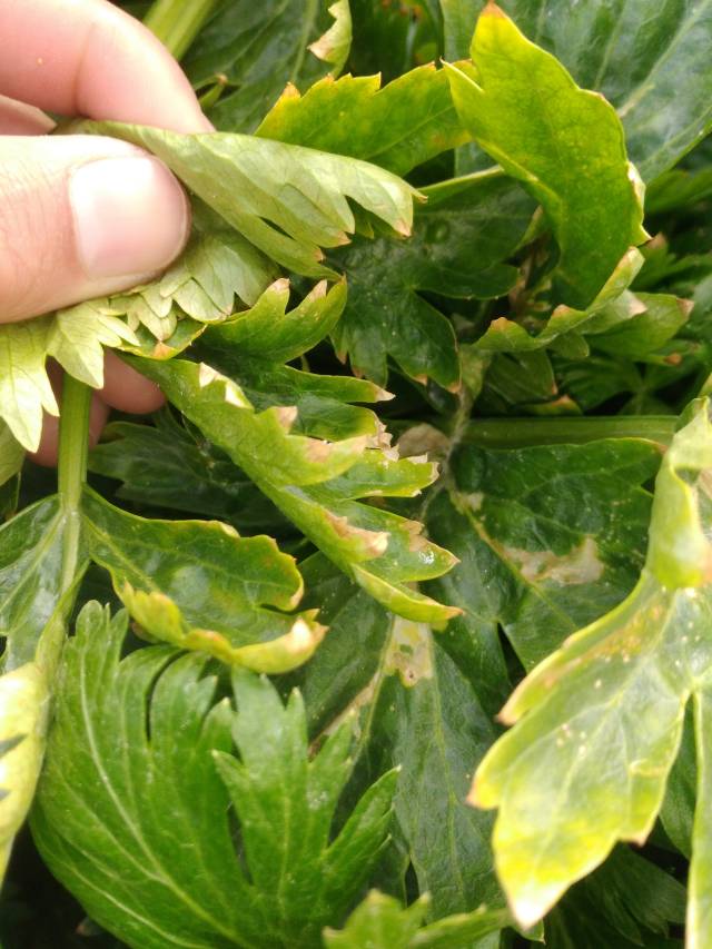 芹菜出现圆形斑点,叶斑病还是斑枯病,如何判断?