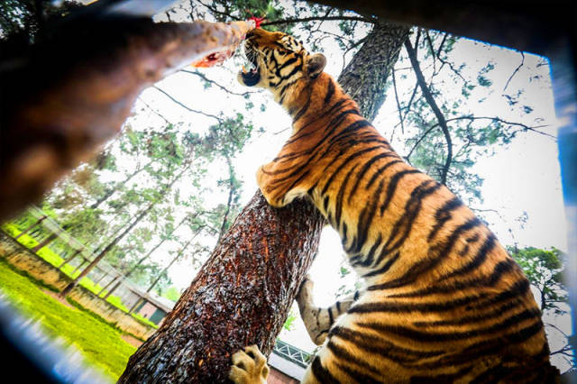 新年啥是佩奇 九峰森林動物園吃喝玩樂一站式配齊_手機搜狐網