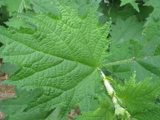 农村特有的产物,让人见了咬牙切齿的血麻