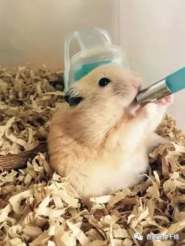 你知道仓鼠怎么喝水吗？_搜狐网