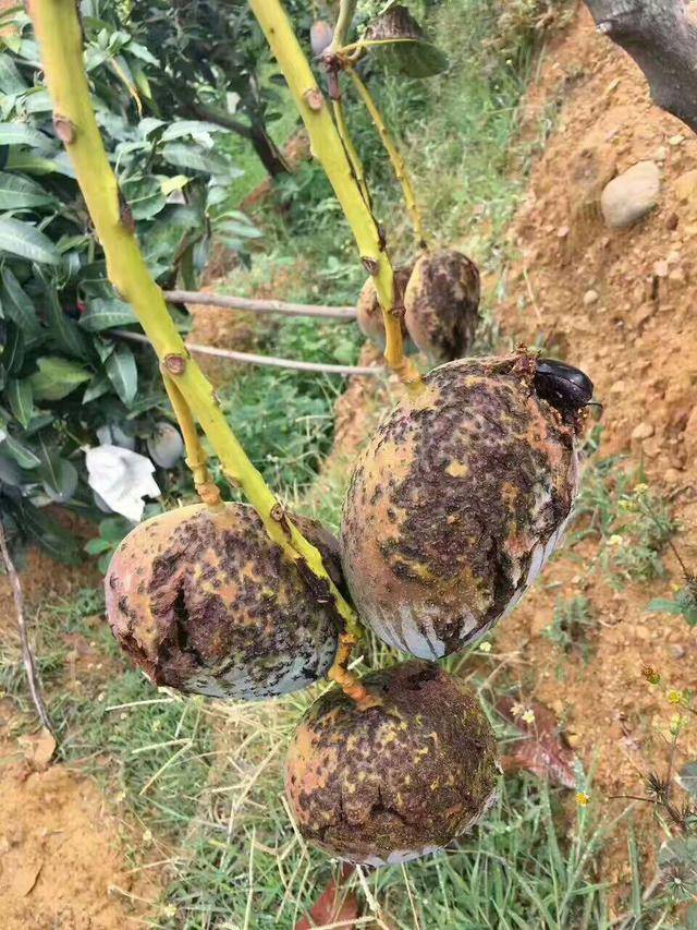 芒果细菌性角斑病症状发病规律为什么难治怎么防治