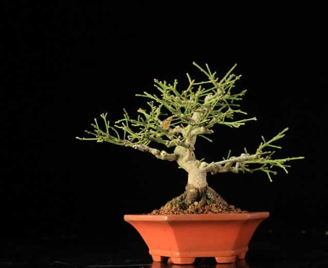 日本盆景展作品欣赏,不能错过的一次盆景盛宴,拍照欣赏