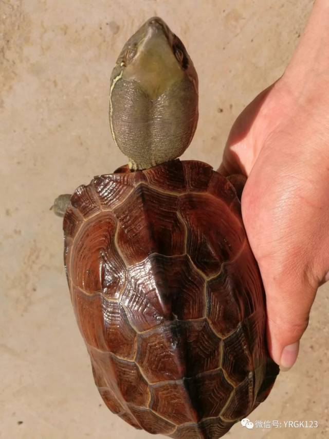 大头草龟浅谈(争论)