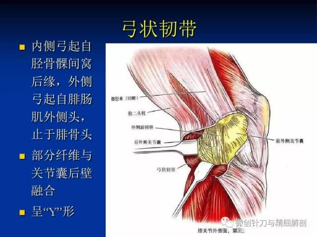 膝关节精细解剖