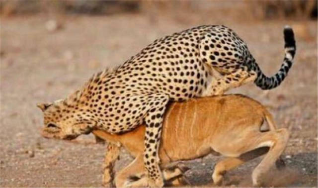 豹子发挥强大的威力咬死这个动物,咬住脖子不放嘴巴,好狠!