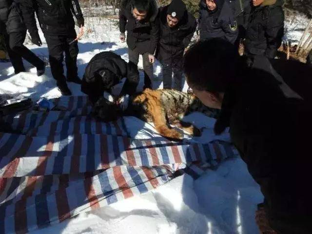 协调公安部门借来了麻醉枪"当时大家都在车里慢慢地跟着老虎,谁