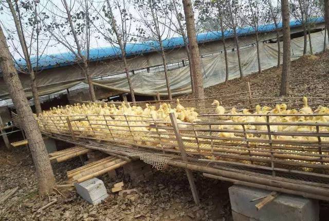 肉鸭养殖教程