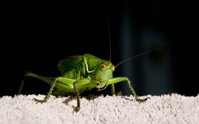 于谦用值2000多万的大白马换了只蝈蝈?