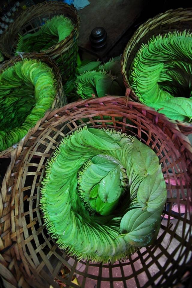 新鲜的包槟榔的叶子