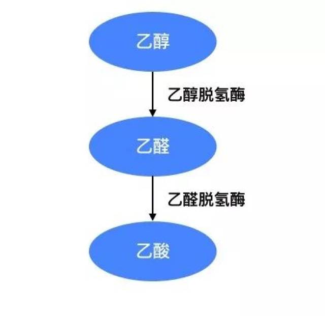 为什么呢? 这得从酒精在体内的代谢说起,看图.