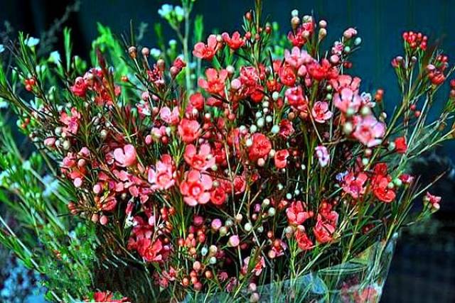 中国花卉市场新秀——淘金彩梅的栽培技术