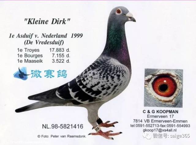 考夫曼超级种鸽"黄金女郎"