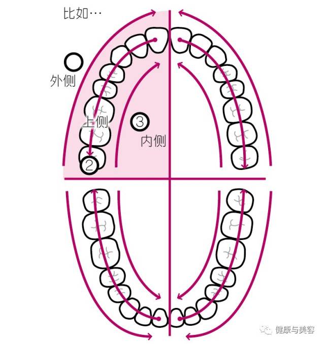 口腔牙列分区ABCD图片图片