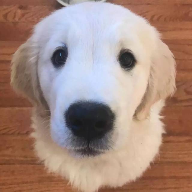 金毛的眼睛可以治愈,遇到不开心的事,看到狗狗的眼神就会好起来_手机