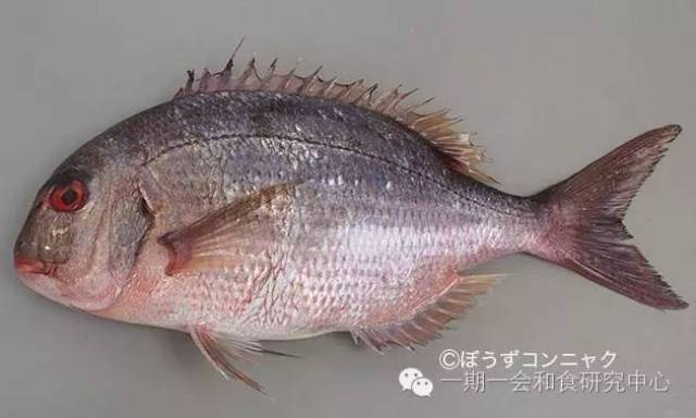 日本的代表鱼鲷鱼