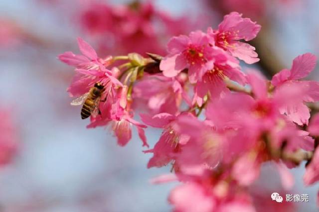 一起去浪漫下!东莞厚街有片"樱花海"开了