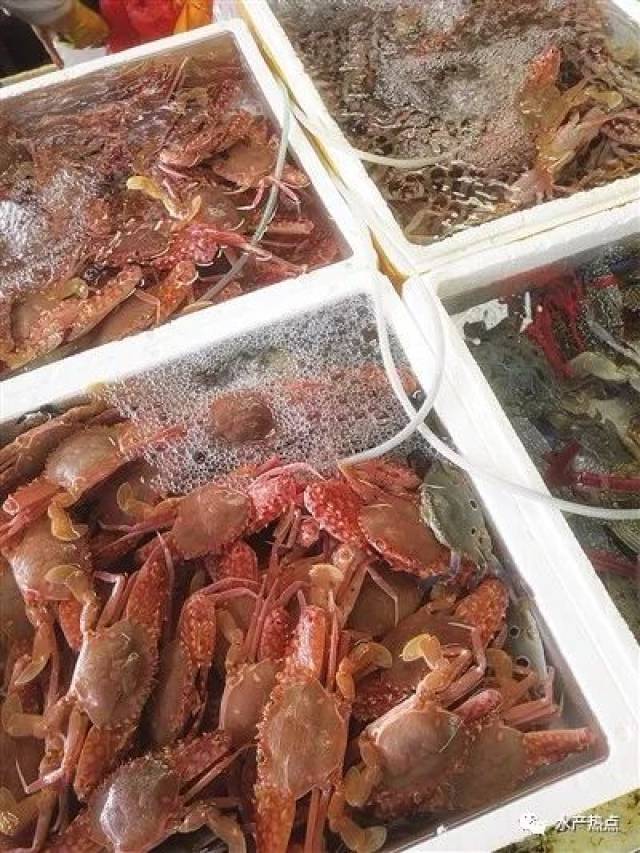 海南春节前海鲜价格汇总：花龙虾360元/斤高居榜首！
