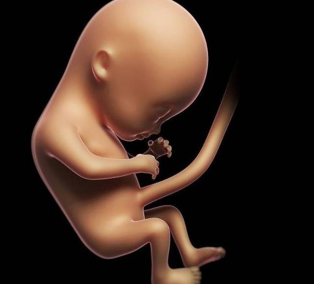怀孕七个半月胎儿图片图片