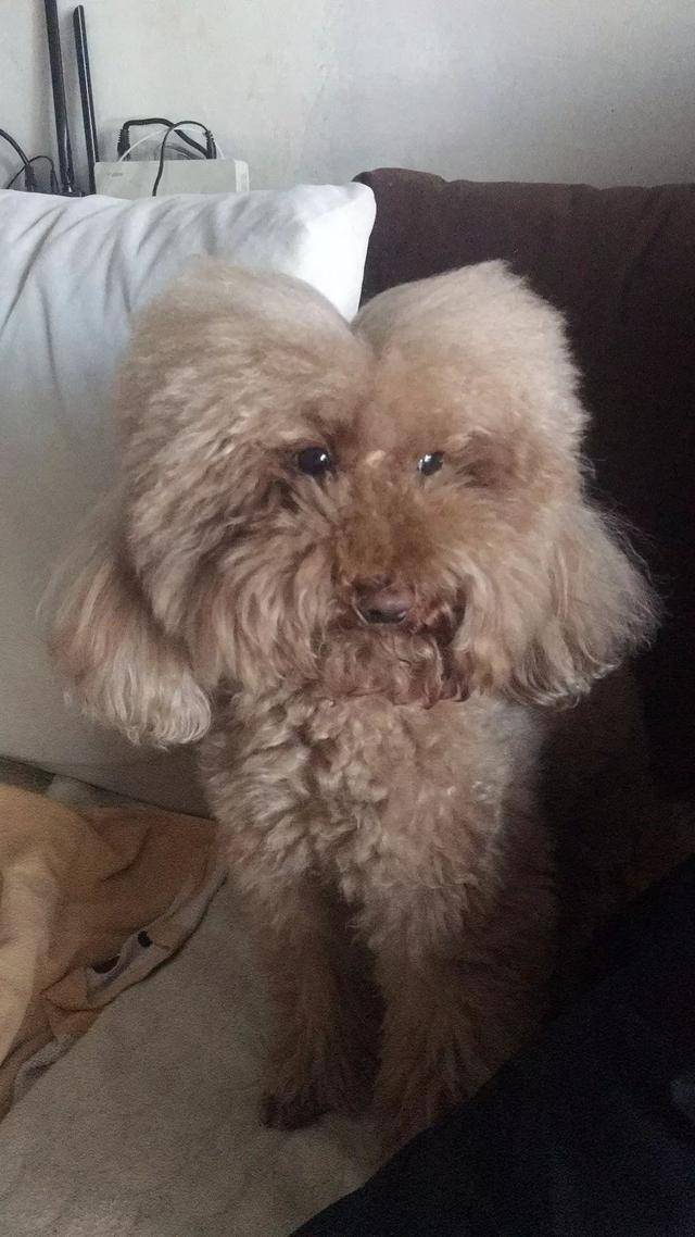 如果你连续两个月没给泰迪做美容…… 绝对有惊喜