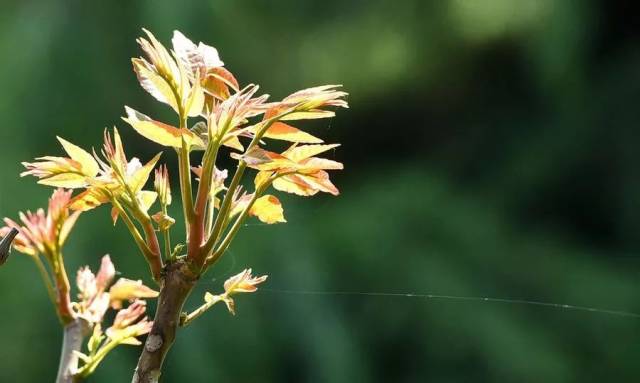 【文学*禹村采风】香满乾坤(外一首)