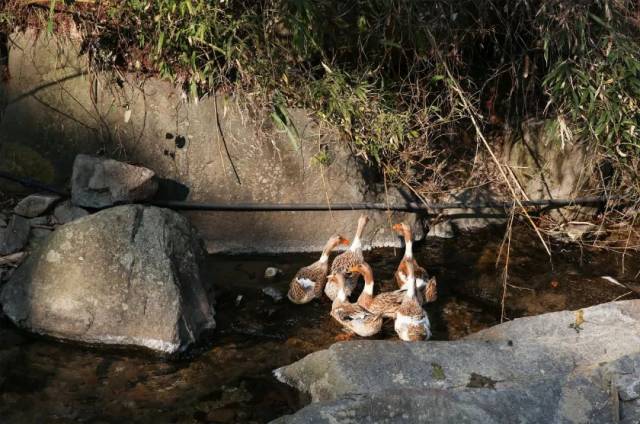 5年,9间房,民宿界最强魔法教授吕晓辉新作首次