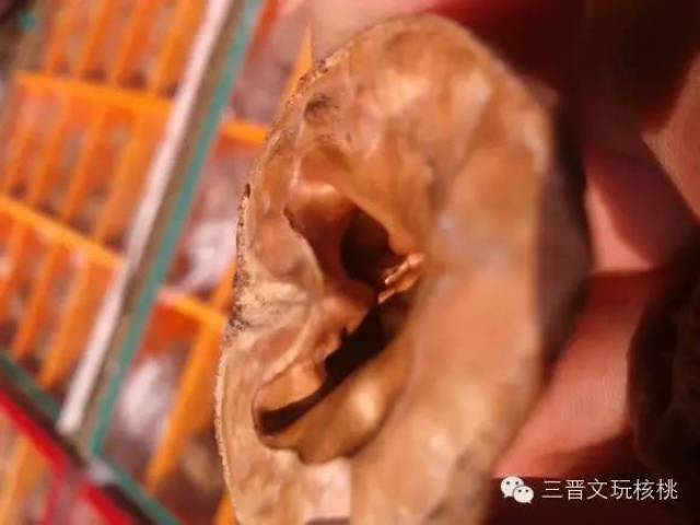文玩核桃的脐到底是什么结构
