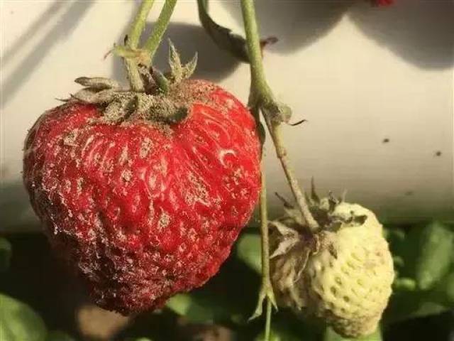 种植草莓的朋友看过来!别让旺长,灰霉,缺铁,缺镁影响收入!