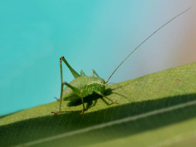 平常我们看到的蝗虫实际上并不具有飞行很远的能力,蝗虫的个体发育