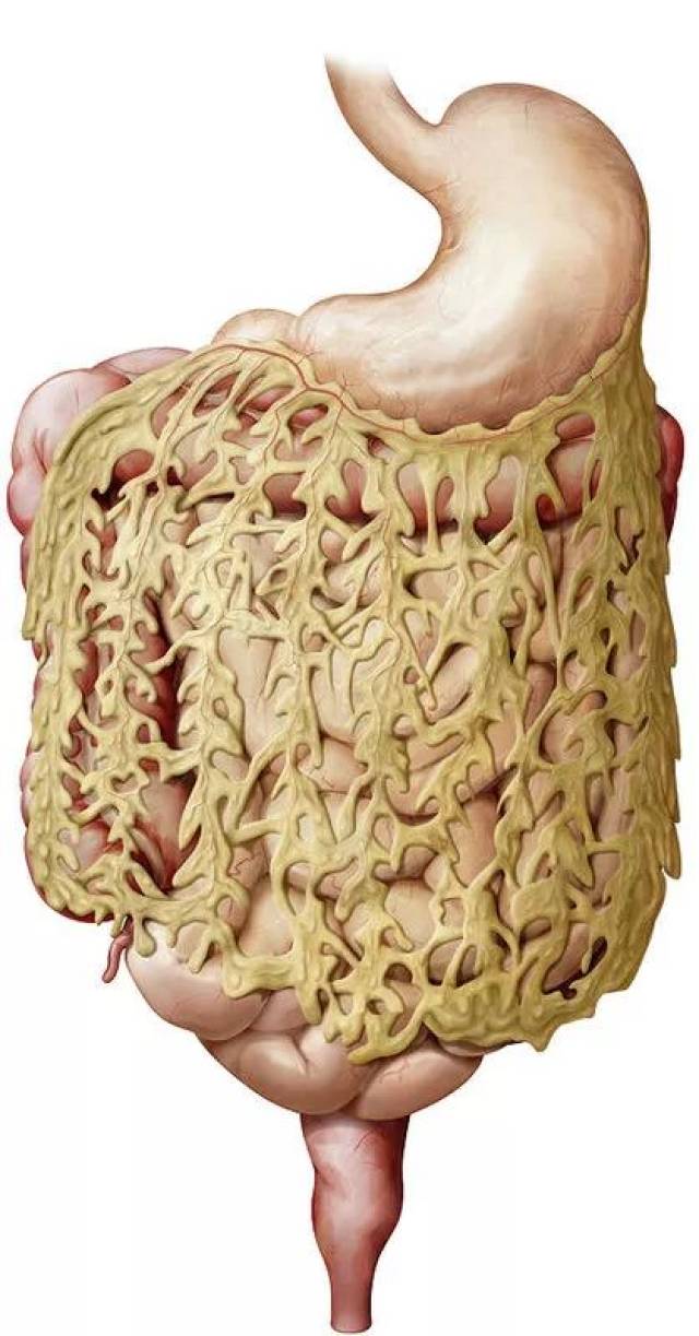 肚子上的肥肉特別難減?可能是你媽懷你的時候餓著了