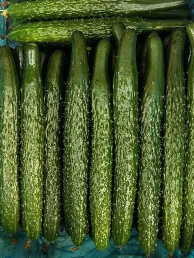 【喜讯】馆陶黄瓜入驻美食林年货市场!