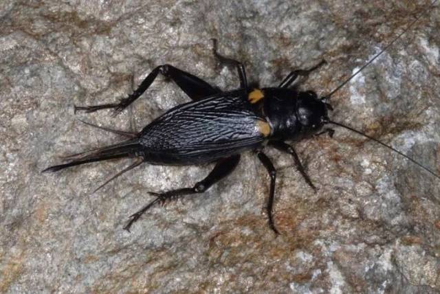 黄斑黑蟋蟀图片图片
