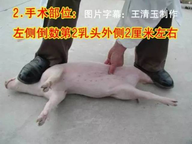 仔猪去势口诀图片