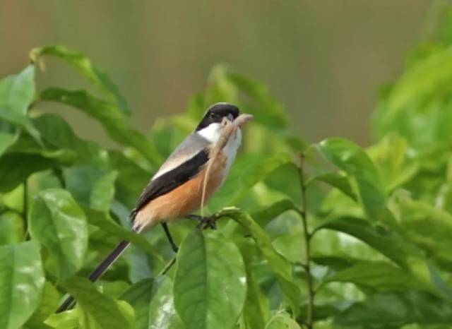 伯劳——雀中之鹰,屠夫之鸟,钉桩之王