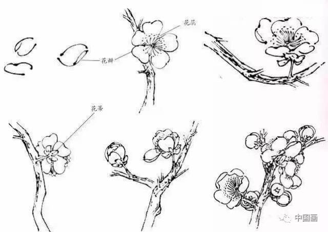 国画知识】梅花画法，经典实用！（吴昌硕齐白石画梅法）_搜狐网