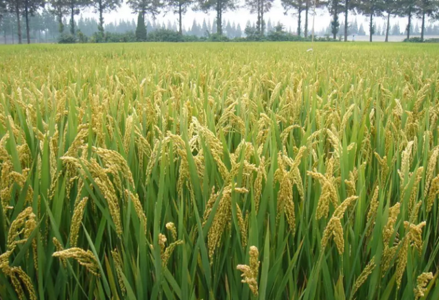 南粳系列优良食味粳稻品种介绍及栽培要点