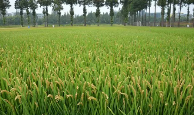 南粳系列优良食味粳稻品种介绍及栽培要点