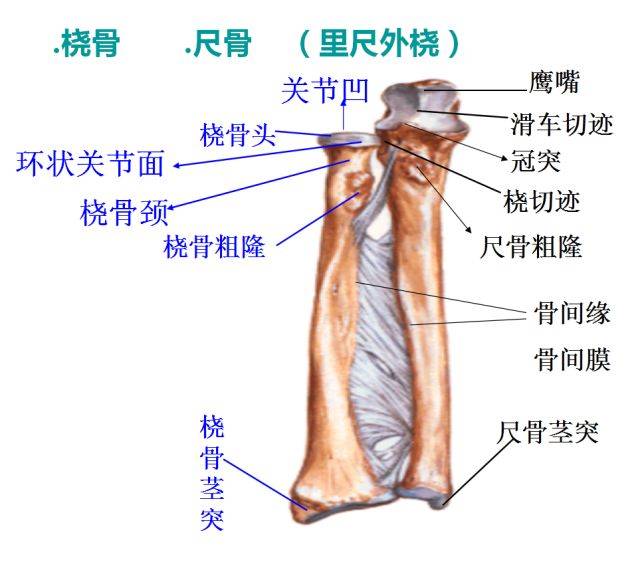 右肘关节高清解剖图图片