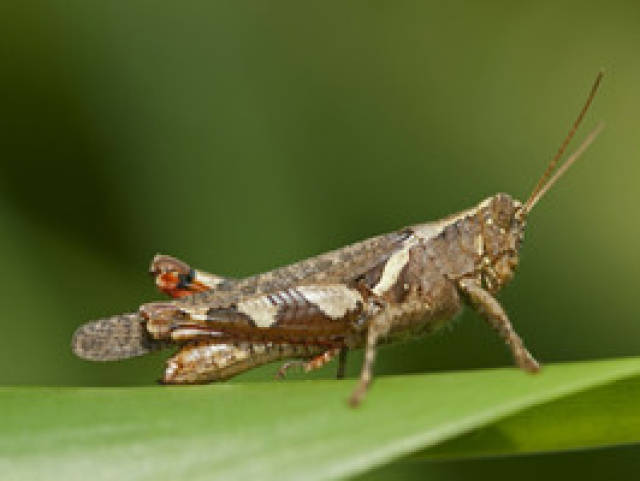 平常我们看到的蝗虫实际上并不具有飞行很远的能力,蝗虫的个体发育