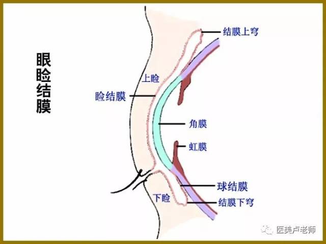 眼结膜解剖的认知