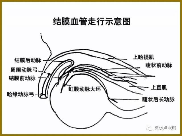 眼结膜解剖的认知