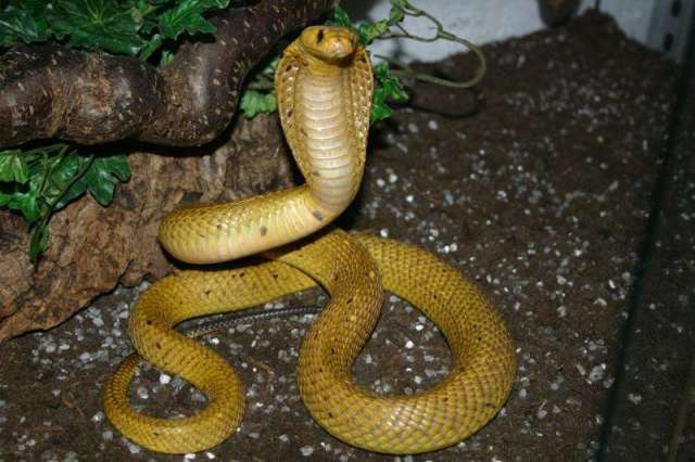 世界上最毒的五种蛇,人类一旦被咬,几乎没有幸存的可能