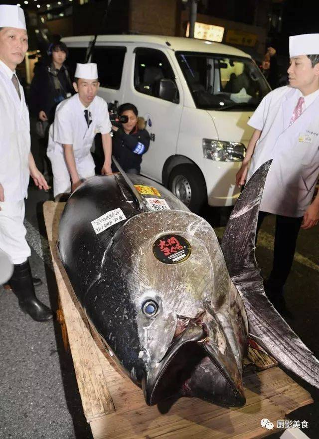 再加上野生的金槍魚產量極其有限,大間一本釣的藍鰭金槍魚因此尤其