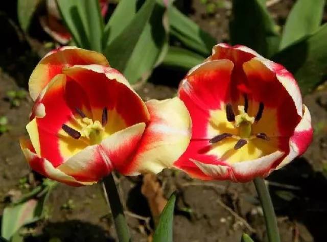 罕见夫妻花成双对,太漂亮了,快分享给朋友吧!