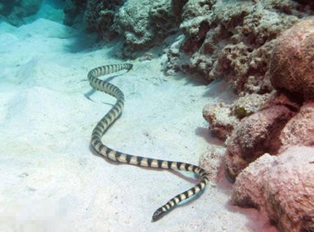 世界上最毒的五种蛇,人类一旦被咬,几乎