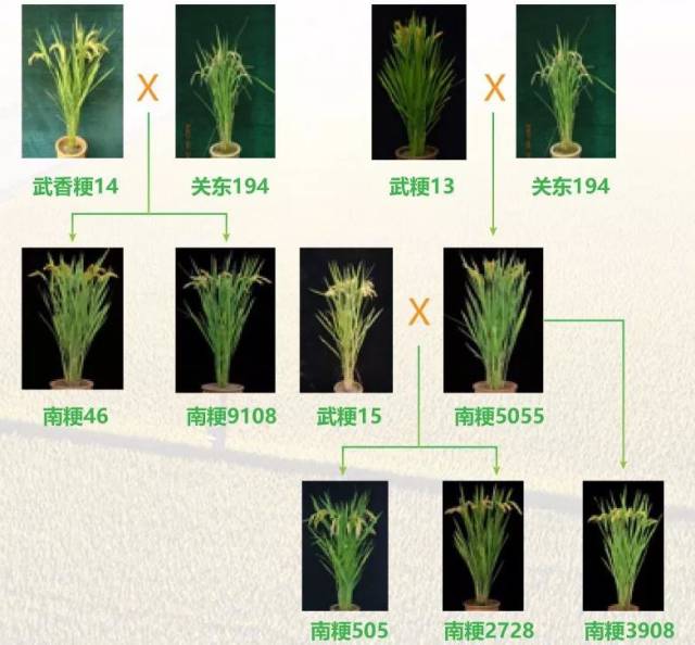 南粳系列优良食味粳稻品种介绍及栽培要点