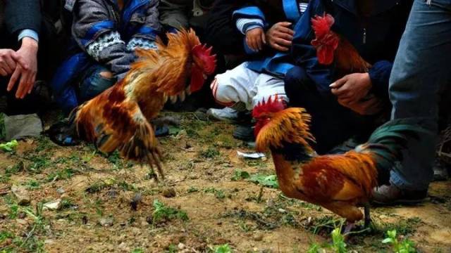 春节好去处,曰者露天坝子打弹弓,套鸭子,打陀螺,斗鸡…一大堆好玩呢